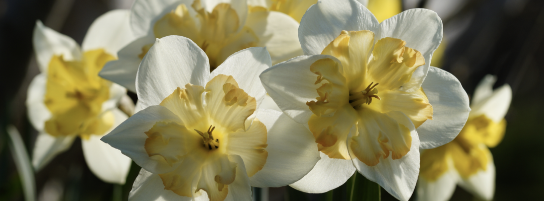 洋水仙种植方法和注意事项