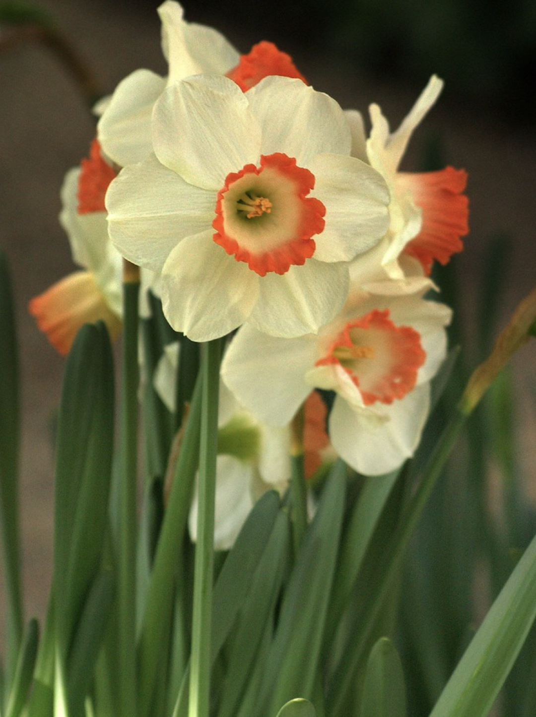 洋水仙种植方法和注意事项