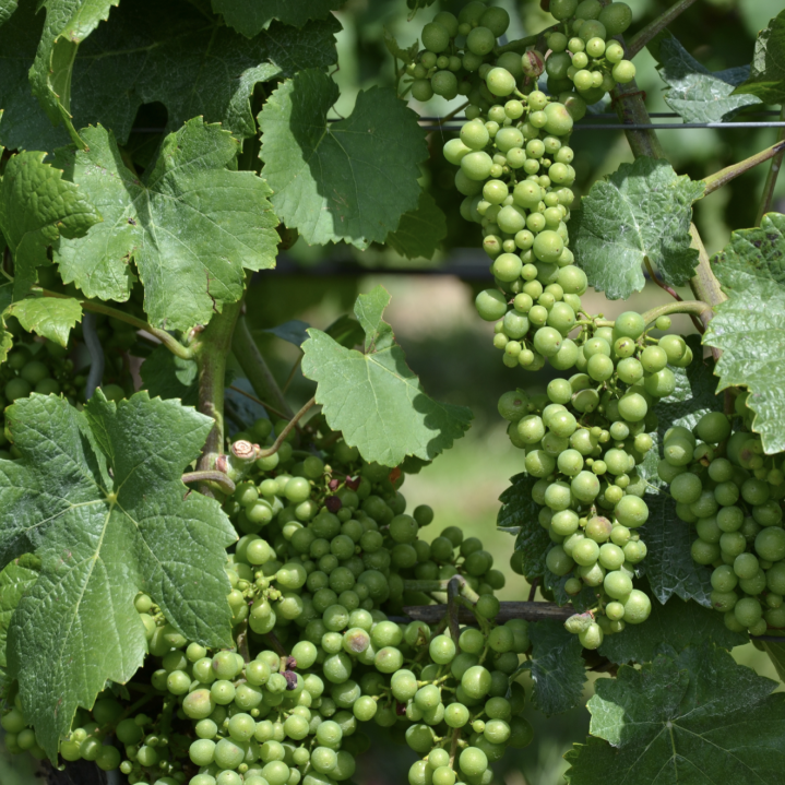 葡萄种植方法与技术管理，葡萄怎么种植