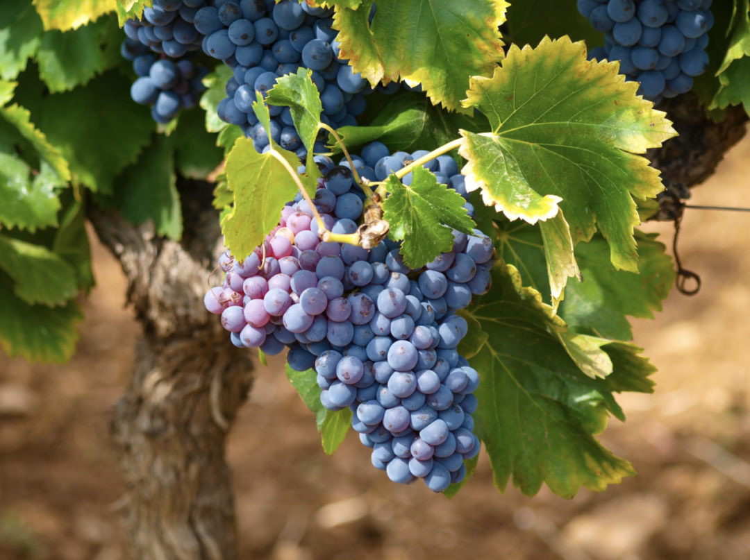 葡萄种植方法与技术管理，葡萄怎么种植