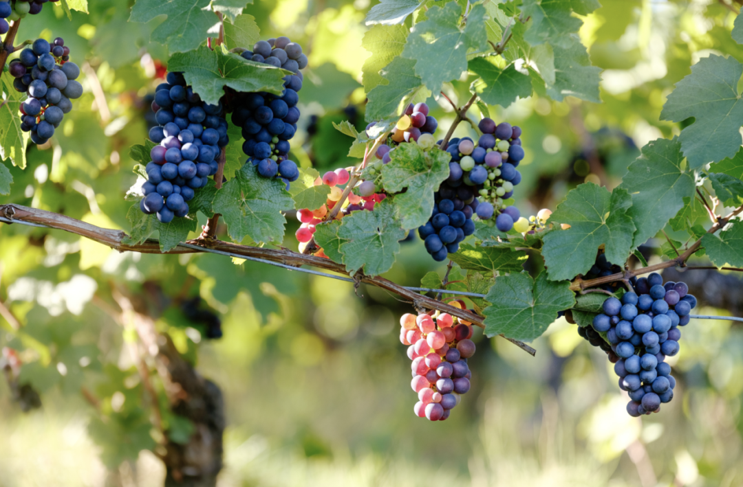 葡萄种植方法与技术管理，葡萄怎么种植