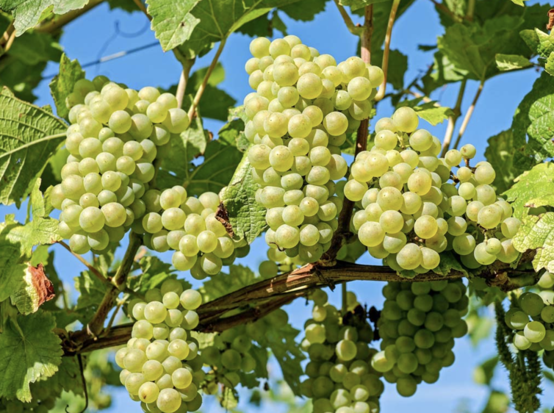 葡萄种植方法与技术管理，葡萄怎么种植