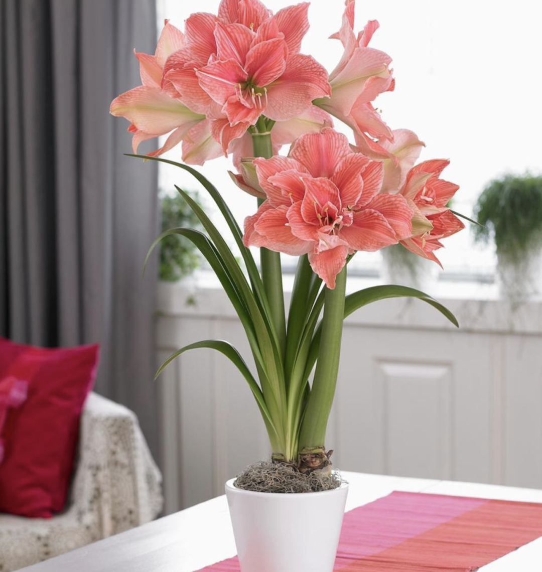 朱顶红秋天种植方法，新手种植步骤