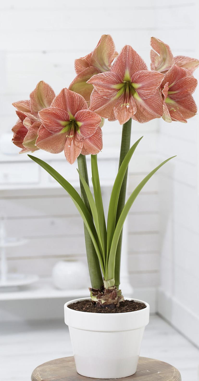 朱顶红秋天种植方法，新手种植步骤