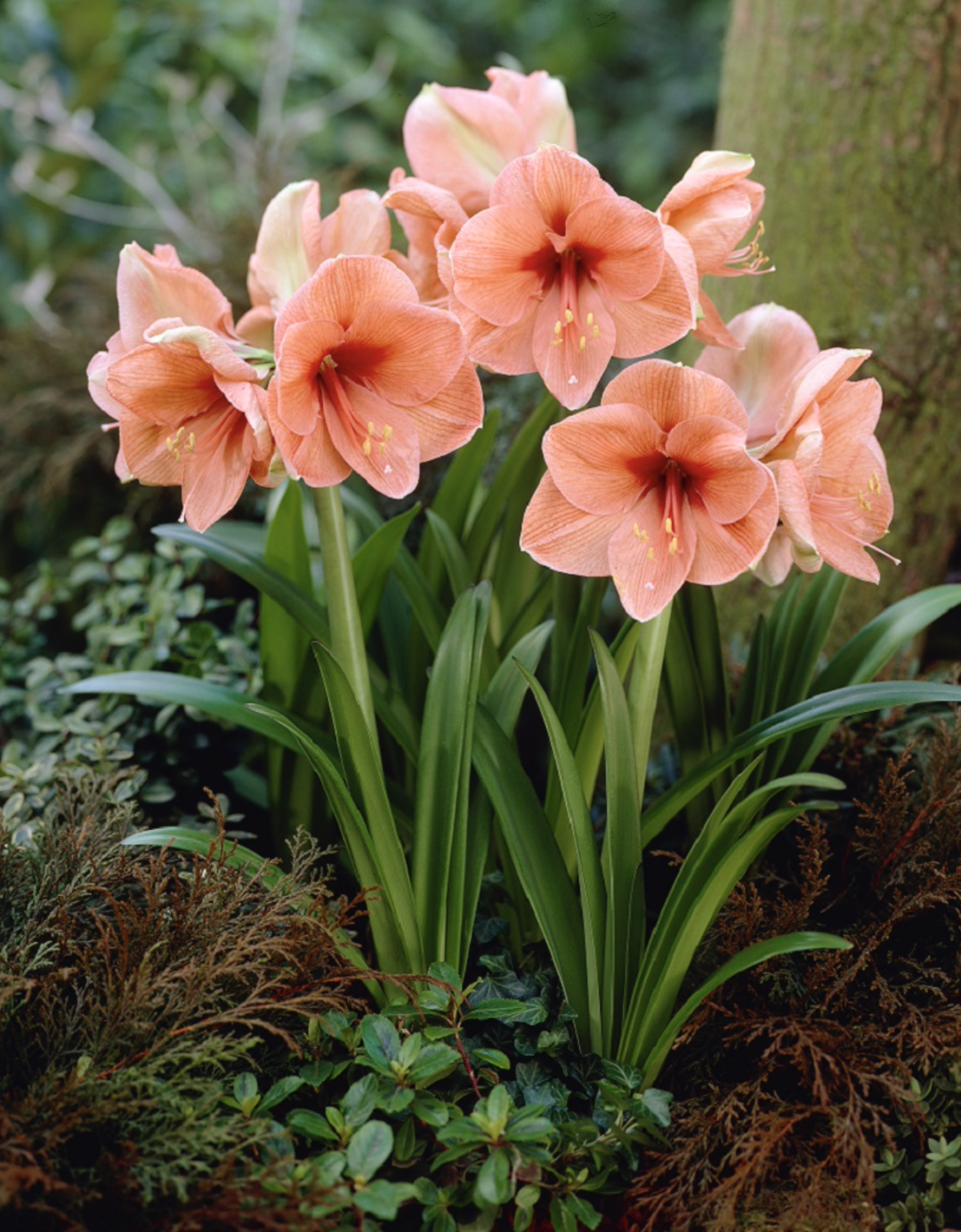 朱顶红秋天种植方法，新手种植步骤