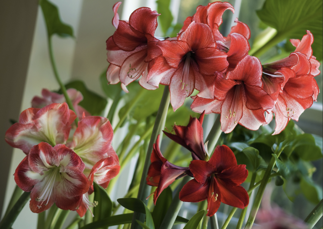 朱顶红秋天种植方法，新手种植步骤