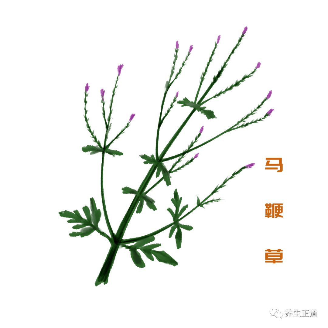 這十味名字帶「草」的中藥，都是治療肝病的良將 健康 第3張