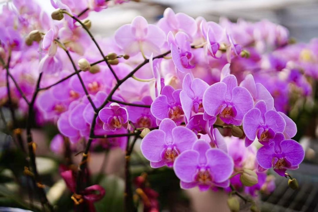 ▲韶关翁源蝴蝶兰