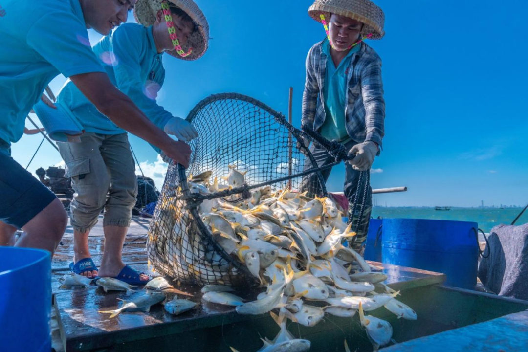 ▲南海之滨，渔获满仓，广东渔民在碧海蓝天下收获满满一网金鲳鱼。