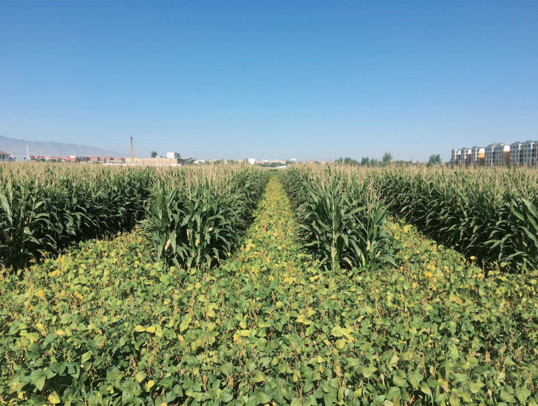 大豆玉米带状复合种植:从田间实证到战略布局