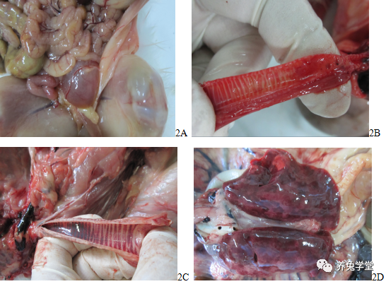 首次报道发生兔瘟2型,即出现了rhdv新变异毒株兔出血症病毒2型(rhdv2)