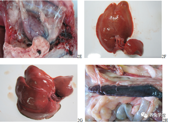 未来养兔,一定要防控好"兔瘟2型"疫病! - 四川省兽医协会