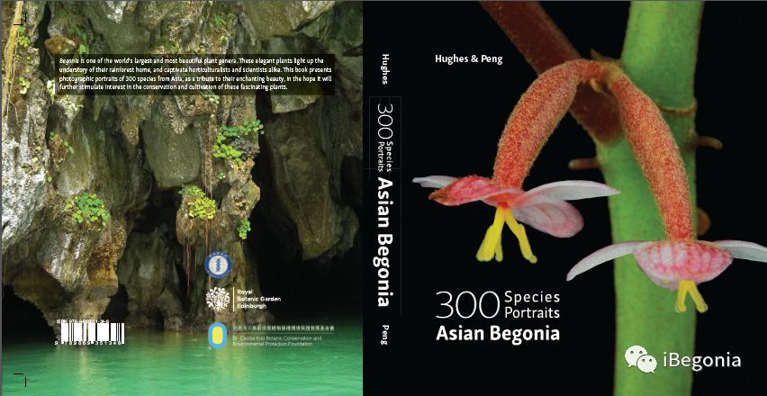 秋著推荐6 300种亚洲秋海棠的描述 爱棠ibegonia 微信公众号文章阅读 Wemp