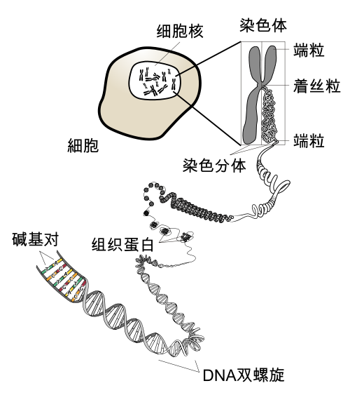 了解细菌、病毒、传染病等基础知识,更好的认识2019新型冠状病毒