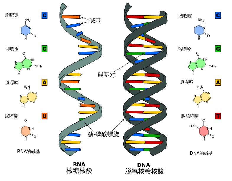 了解细菌、病毒、传染病等基础知识,更好的认识2019新型冠状病毒