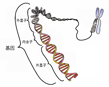 了解细菌、病毒、传染病等基础知识,更好的认识2019新型冠状病毒
