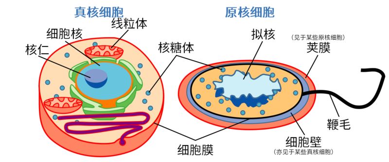 了解细菌、病毒、传染病等基础知识,更好的认识2019新型冠状病毒