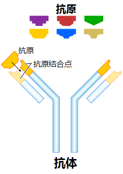了解细菌、病毒、传染病等基础知识,更好的认识2019新型冠状病毒