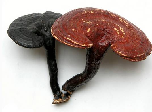 学名"冠突散囊菌",色泽金黄,最早发现长在千年灵芝和老中药上