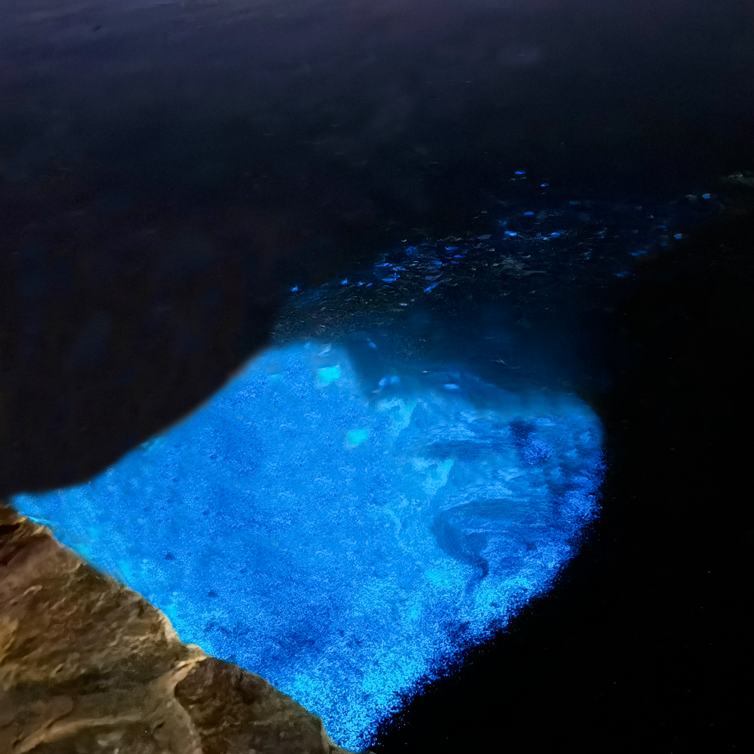 刷爆朋友圈的蓝眼泪竟是一种生物发光现象