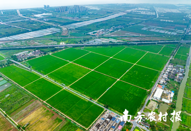 珠海市金灣區平沙鎮打造“萬畝方”耕地集中整治示范區