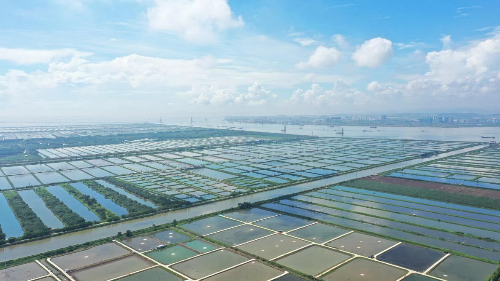 南沙区渔业产业园鸟瞰图