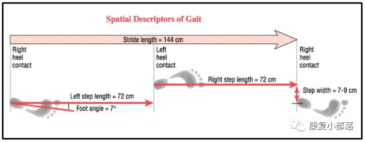 步态分析上曲线怎么解读以“RLA八分法”分析人体正常步态！_https://www.jmylbn.com_新闻资讯_第3张