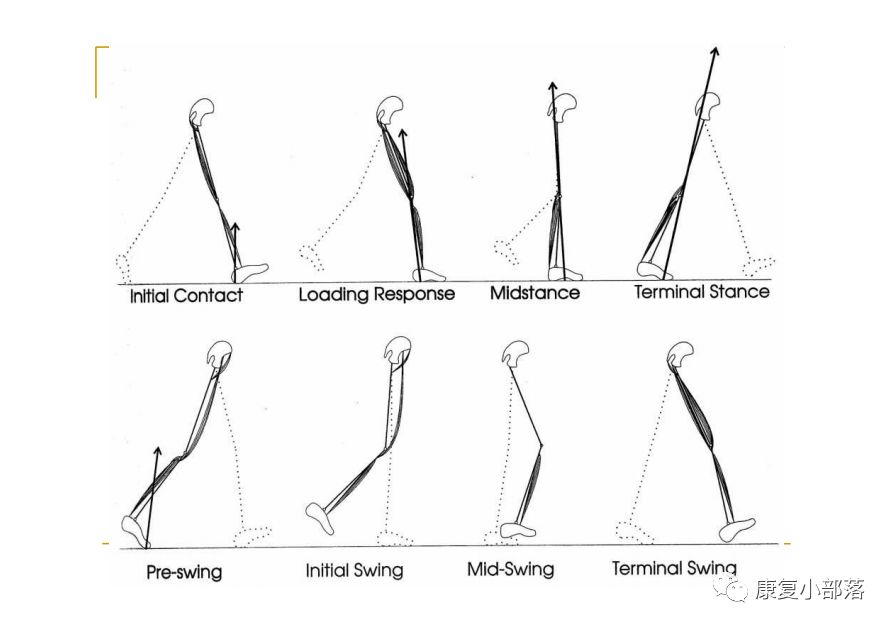 步态分析上曲线怎么解读以“RLA八分法”分析人体正常步态！_https://www.jmylbn.com_新闻资讯_第5张