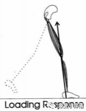 步态分析上曲线怎么解读以“RLA八分法”分析人体正常步态！_https://www.jmylbn.com_新闻资讯_第7张