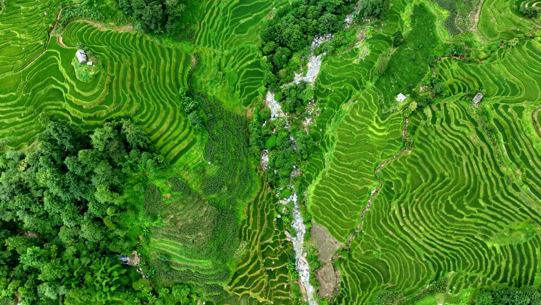 金平阿得博乡遍地开满致富花