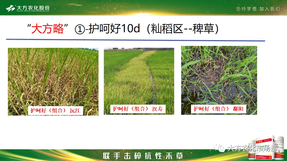 护呵好,领略“稻青草枯”的震撼! 护呵好,领略“稻青草枯”的震撼!