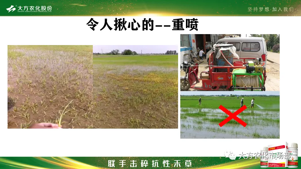 护呵好,领略“稻青草枯”的震撼! 护呵好,领略“稻青草枯”的震撼!