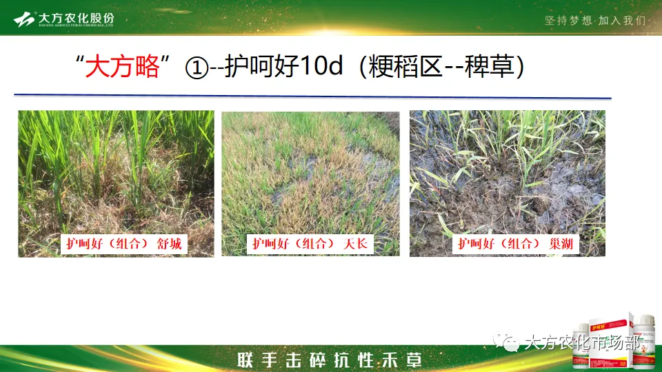 护呵好,领略“稻青草枯”的震撼! 护呵好,领略“稻青草枯”的震撼!