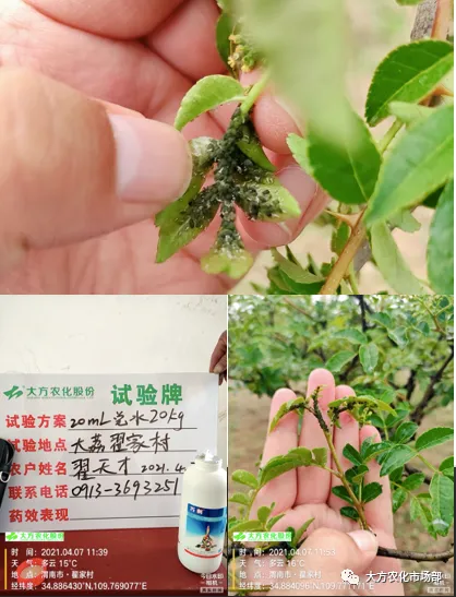 有巧刺,抗性蚜虫不用愁 有巧刺,抗性蚜虫不用愁