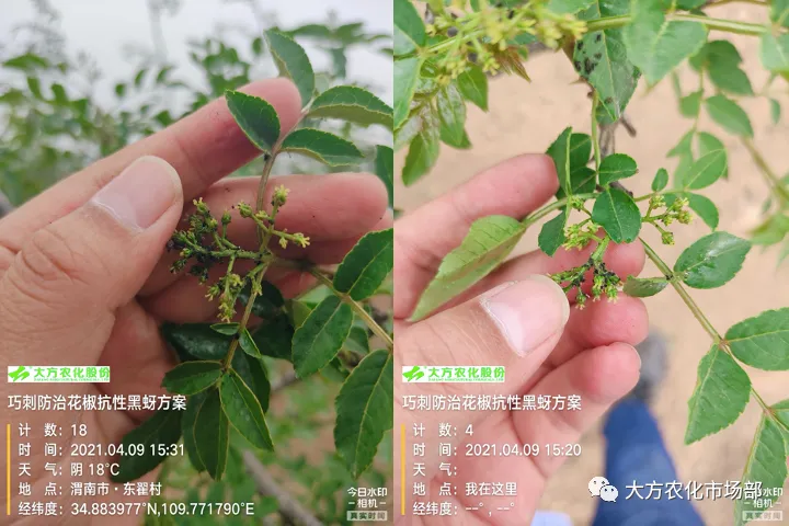 有巧刺,抗性蚜虫不用愁 有巧刺,抗性蚜虫不用愁