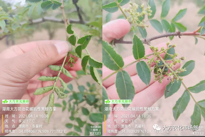 有巧刺,抗性蚜虫不用愁 有巧刺,抗性蚜虫不用愁