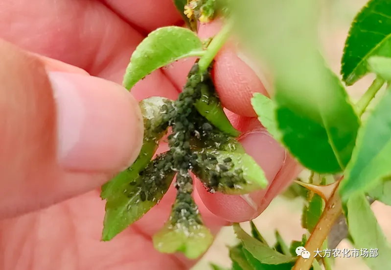 有巧刺,抗性蚜虫不用愁 有巧刺,抗性蚜虫不用愁