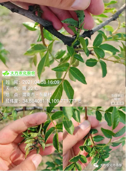 有巧刺,抗性蚜虫不用愁 有巧刺,抗性蚜虫不用愁