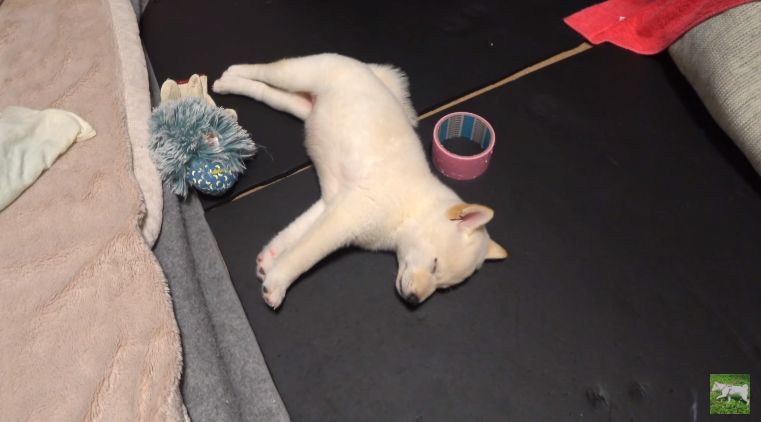 出生70天的柴犬寶寶，憑睡姿萌翻200w網友：「又想騙我養狗！」 寵物 第10張