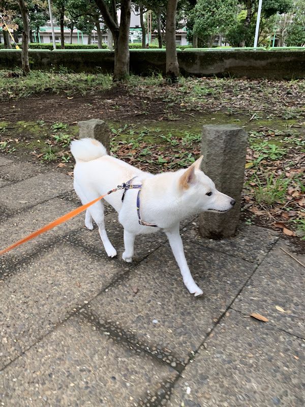 出生70天的柴犬寶寶，憑睡姿萌翻200w網友：「又想騙我養狗！」 寵物 第36張