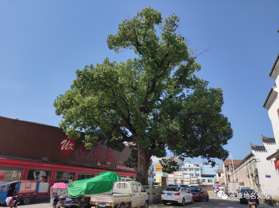走遍永康吕准能古山镇风物掠影