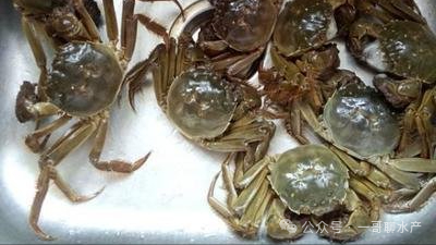 螃蟹养殖保肝用啥好？螃蟹保肝药什么时候用最好？干货分享