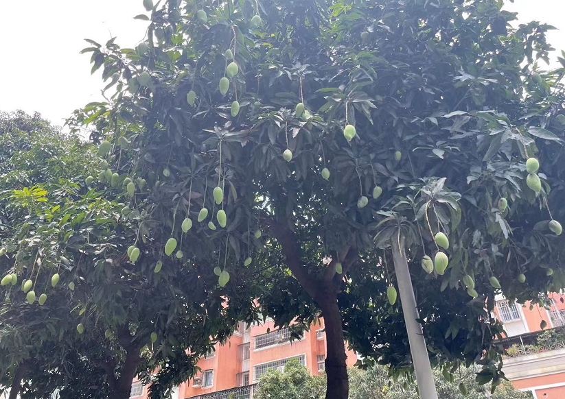 绿油油的芒果垂满枝头~江门路边人行道的树木都开始结果