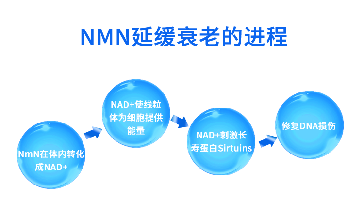 【预告】2024长三角度假医疗绿色健康高峰论坛—NMN新生命点滴疗法