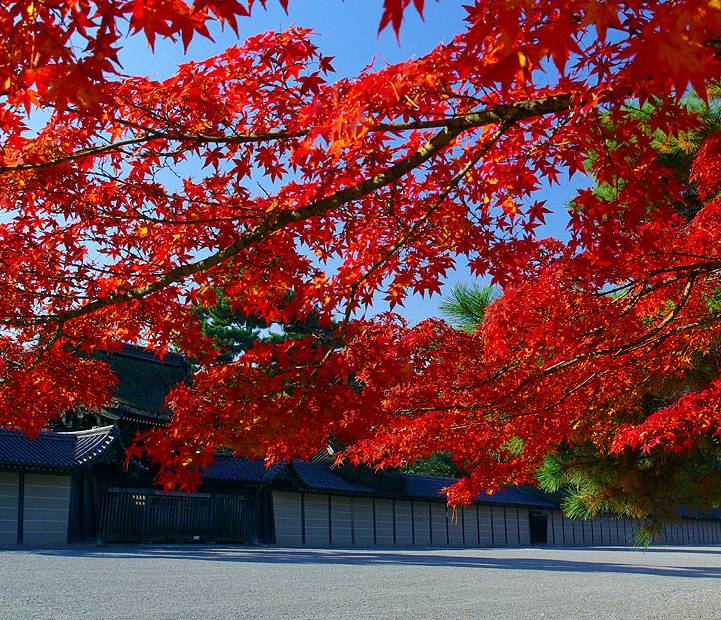京都滿足了我對秋天的所有幻想 今日日本 微文庫