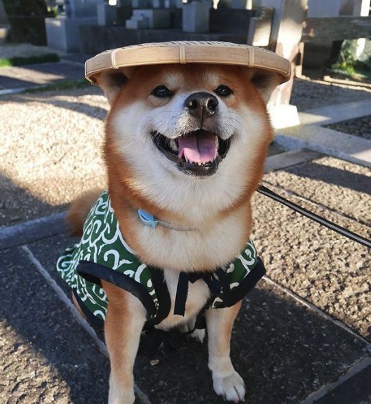 日本一柴犬因笑容治愈走紅網路！網友：承包了我2018年的頭像！ 萌寵 第9張