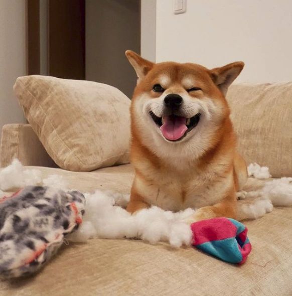 日本一柴犬因笑容治愈走紅網路！網友：承包了我2018年的頭像！ 萌寵 第24張