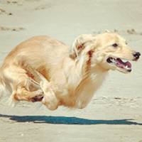 汪星人跑起来都不要命，速度太快只能用肚皮刹车！