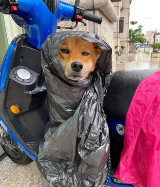 逛街突逢下雨，媽媽用黑塑膠袋將狗子打包後，它憂鬱了… 寵物 第4張