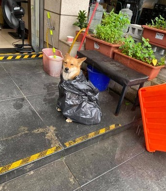 逛街突逢下雨，媽媽用黑塑膠袋將狗子打包後，它憂鬱了… 寵物 第3張